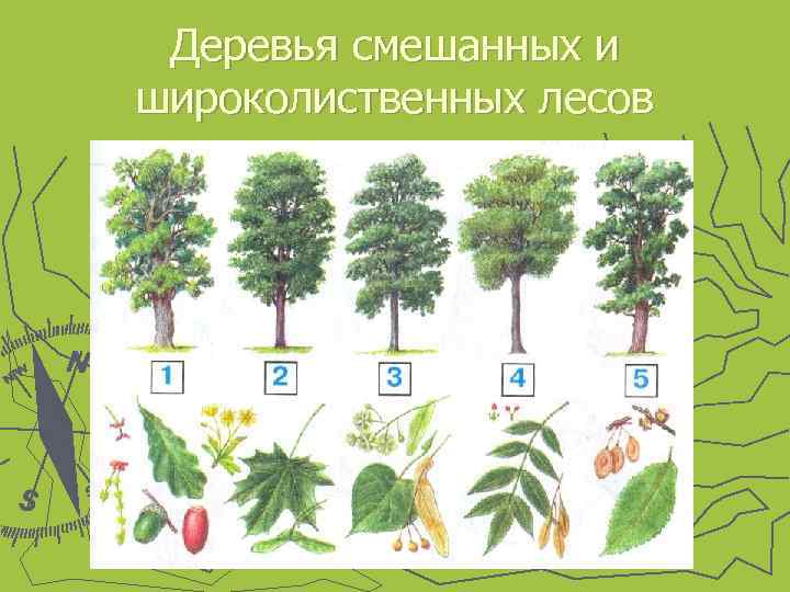 Деревья смешанных и широколиственных лесов 