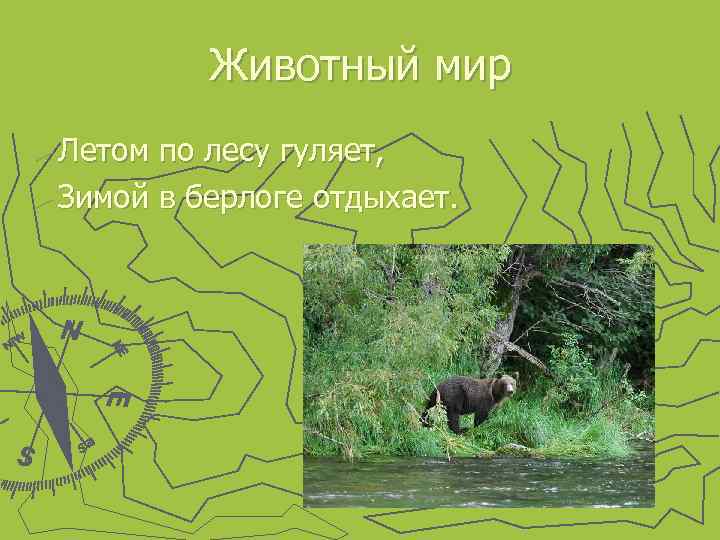 Животный мир ► Летом по лесу гуляет, ► Зимой в берлоге отдыхает. 
