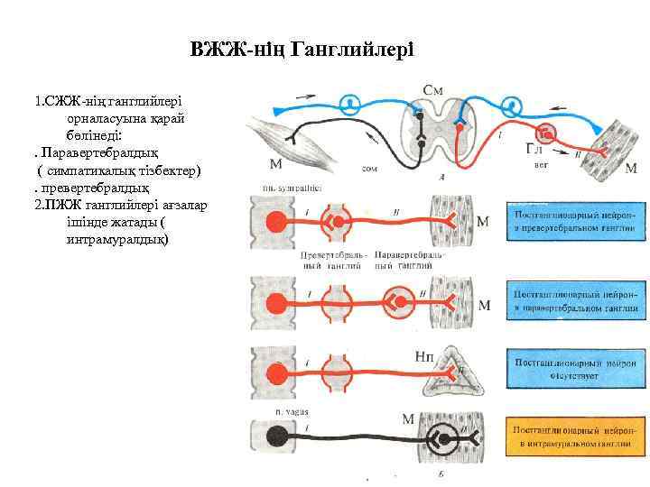 ВЖЖ-нің Ганглийлері 1. СЖЖ-нің ганглийлері орналасуына қарай бөлінеді: . Паравертебралдық ( симпатикалық тізбектер). превертебралдық