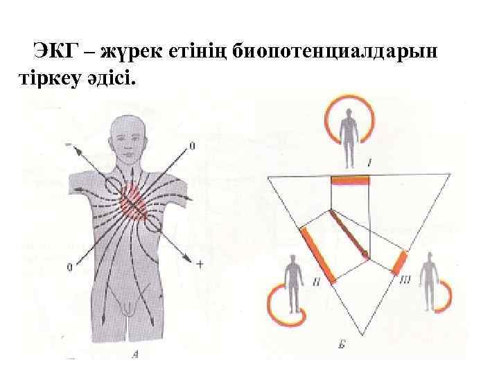 ЭКГ – жүрек етінің биопотенциалдарын тіркеу әдісі. 