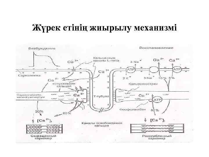 Жүрек етінің жиырылу механизмі 
