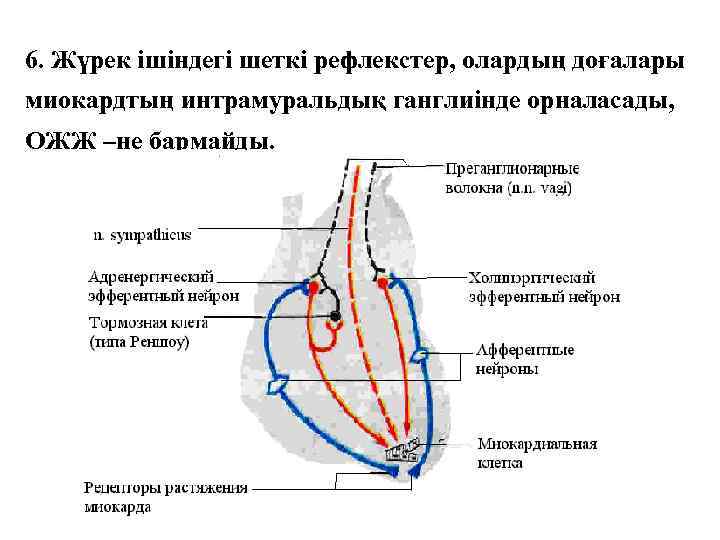 6. Жүрек ішіндегі шеткі рефлекстер, олардың доғалары миокардтың интрамуральдық ганглиінде орналасады, ОЖЖ –не бармайды.