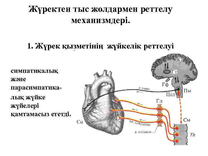 Жүректен тыс жолдармен реттелу механизмдері. 1. Жүрек қызметінің жүйкелік реттелуі симпатикалық және парасимпатикалық жүйке