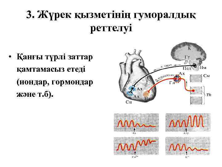 3. Жүрек қызметінің гуморалдық реттелуі • Қанғы түрлі заттар қамтамасыз етеді (иондар, гормондар және