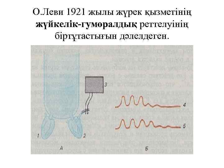 О. Леви 1921 жылы жүрек қызметінің жүйкелік-гуморалдық реттелуінің біртұтастығын дәлелдеген. 