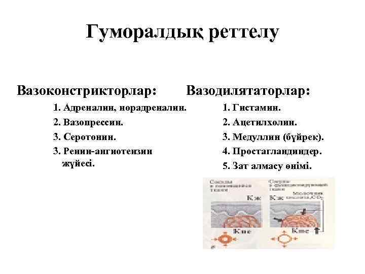 Гуморалдық реттелу Вазоконстрикторлар: Вазодилятаторлар: 1. Адреналин, норадреналин. 2. Вазопрессин. 3. Серотонин. 3. Ренин-ангиотензин жүйесі.