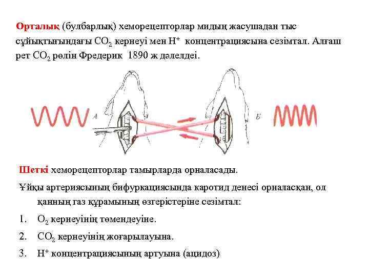 Орталық (булбарлық) хеморецепторлар мидың жасушадан тыс сұйықтығындағы СО 2 кернеуі мен Н+ концентрациясына сезімтал.