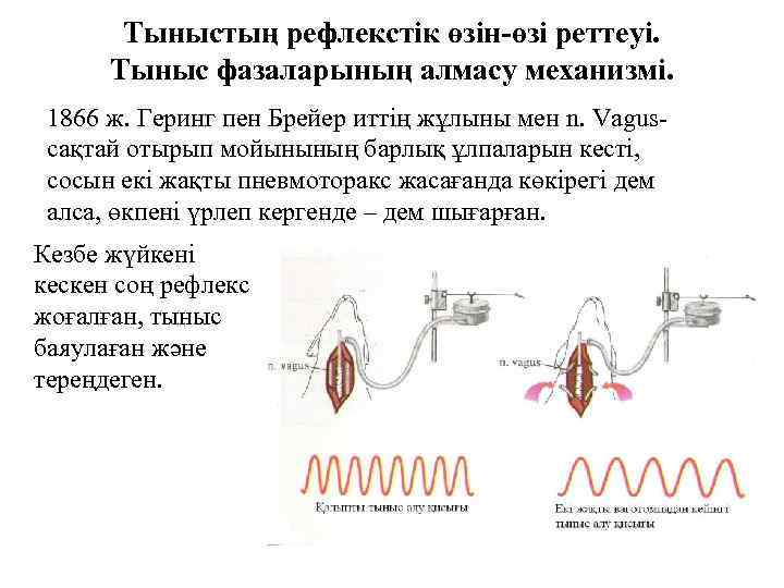 Тыныстың рефлекстік өзін-өзі реттеуі. Тыныс фазаларының алмасу механизмі. 1866 ж. Геринг пен Брейер иттің