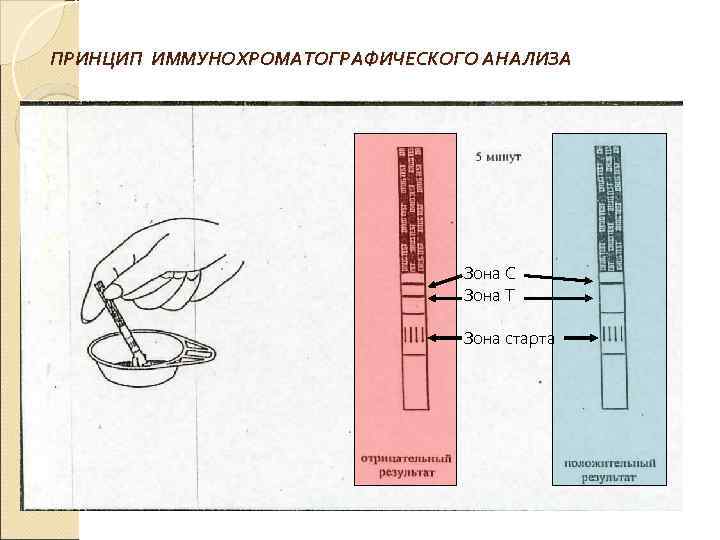 Т зона фото