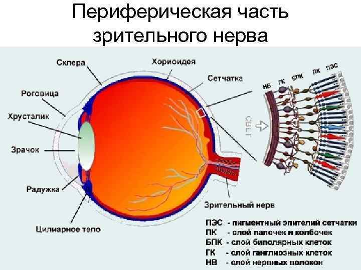 Периферическая часть зрительного нерва 