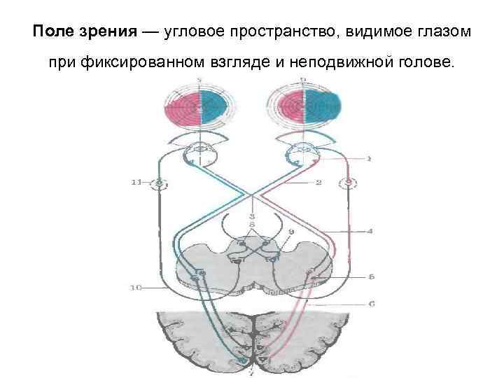 Поле зрения — угловое пространство, видимое глазом при фиксированном взгляде и неподвижной голове. 