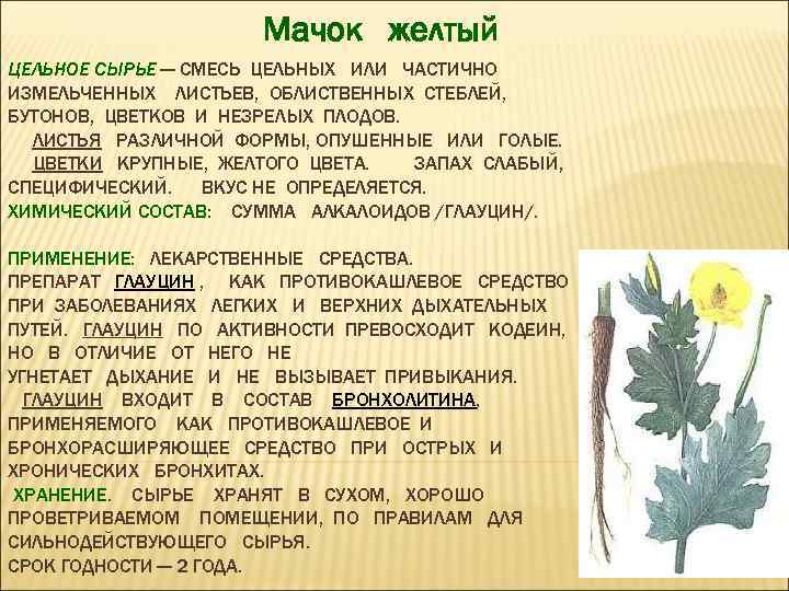 Мачок желтый ЦЕЛЬНОЕ СЫРЬЕ — СМЕСЬ ЦЕЛЬНЫХ ИЛИ ЧАСТИЧНО ИЗМЕЛЬЧЕННЫХ ЛИСТЬЕВ, ОБЛИСТВЕННЫХ СТЕБЛЕЙ, БУТОНОВ,