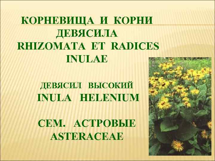 КОРНЕВИЩА И КОРНИ ДЕВЯСИЛА RHIZOMATA ЕТ RADICES INULAE ДЕВЯСИЛ ВЫСОКИЙ INULA HELENIUM СЕМ. АСТРОВЫЕ