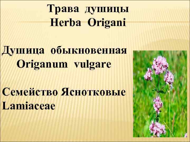 Трава душицы Herba Origani Душица обыкновенная Origanum vulgare Семейство Яснотковые Lamiaceae 
