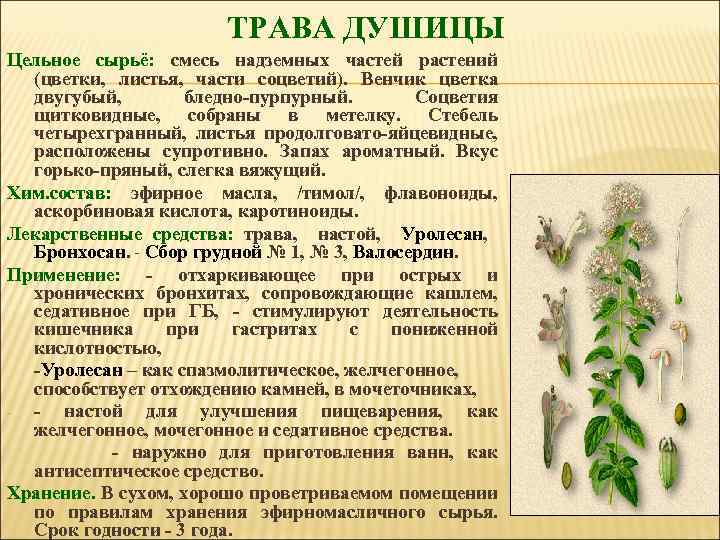 ТРАВА ДУШИЦЫ Цельное сырьё: смесь надземных частей растений (цветки, листья, части соцветий). Венчик цветка