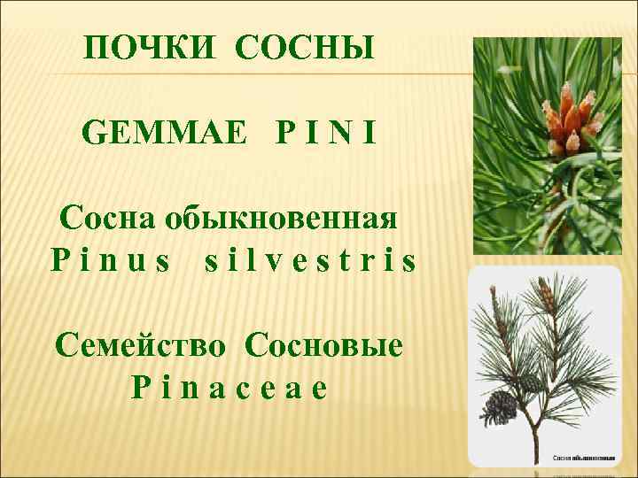 ПОЧКИ СОСНЫ GEMMAE P I N I Сосна обыкновенная P i n u s