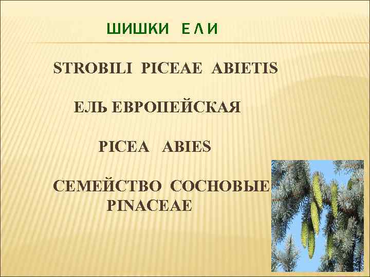 ШИШКИ Е Л И STROBILI PICEAE ABIETIS ЕЛЬ ЕВРОПЕЙСКАЯ PICEA ABIES СЕМЕЙСТВО СОСНОВЫЕ PINACEAE