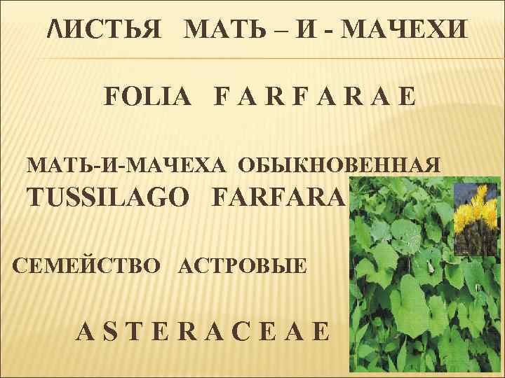 ЛИСТЬЯ МАТЬ – И - МАЧЕХИ FOLIA F A R A E МАТЬ-И-МАЧЕХА ОБЫКНОВЕННАЯ