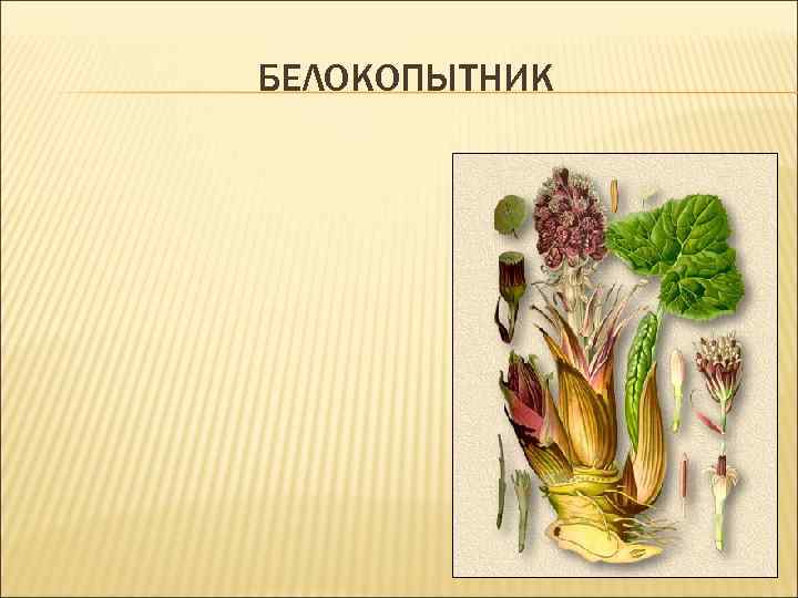 БЕЛОКОПЫТНИК 