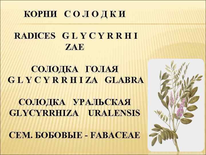 КОРНИ С О Л О Д К И RADICES G L Y C Y