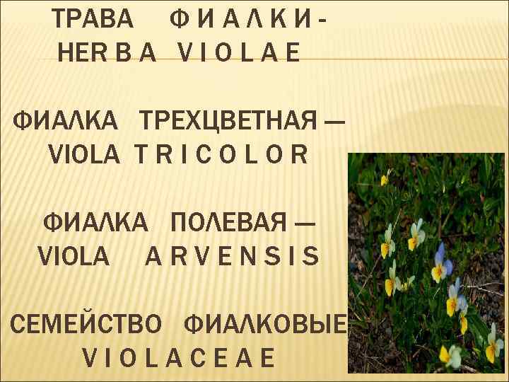 ТРАВА Ф И А Л К И HER B A V I O L