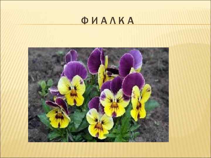 ФИАЛКА 