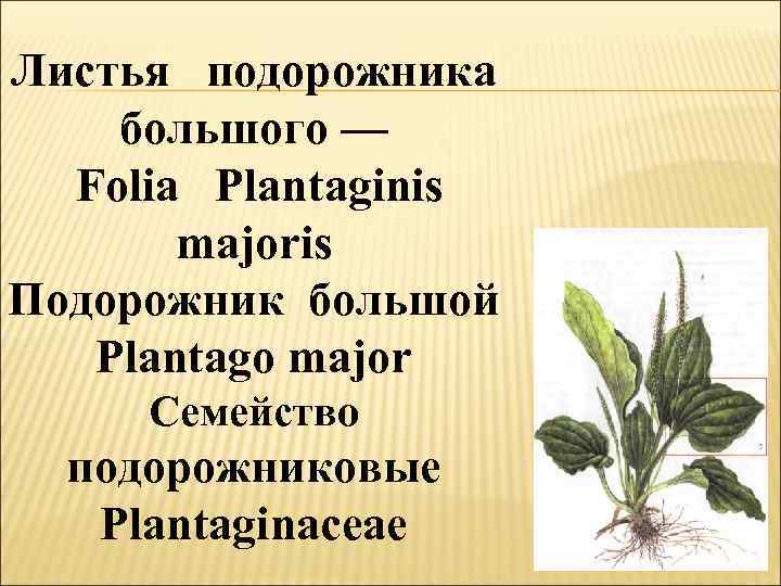 Листья подорожника большого — Folia Plantaginis majoris Подорожник большой Plantago major Семейство подорожниковые Plantaginaceae