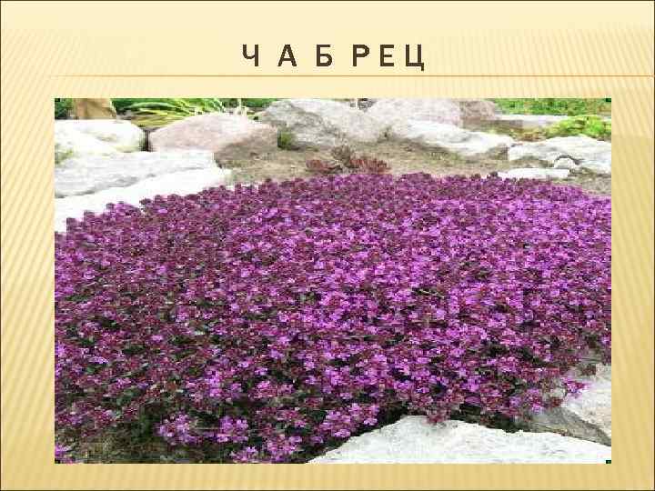 Ч А Б РЕЦ 