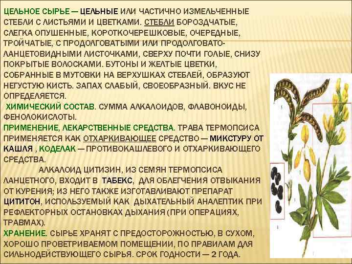 ЦЕЛЬНОЕ СЫРЬЕ — ЦЕЛЬНЫЕ ИЛИ ЧАСТИЧНО ИЗМЕЛЬЧЕННЫЕ СТЕБЛИ С ЛИСТЬЯМИ И ЦВЕТКАМИ. СТЕБЛИ БОРОЗДЧАТЫЕ,