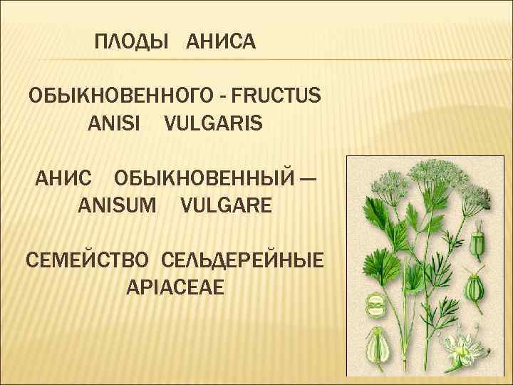 ПЛОДЫ АНИСА ОБЫКНОВЕННОГО - FRUCTUS ANISI VULGARIS АНИС ОБЫКНОВЕННЫЙ — ANISUM VULGARE СЕМЕЙСТВО СЕЛЬДЕРЕЙНЫЕ