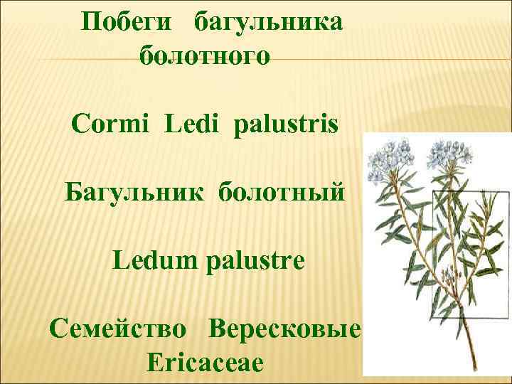  Побеги багульника болотного Cormi Ledi palustris Багульник болотный Ledum palustre Семейство Вересковые Ericaceae