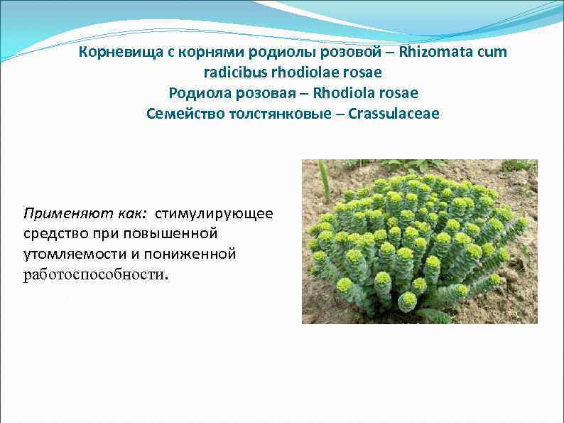 Корневища с корнями родиолы розовой – Rhizomata cum radicibus rhodiolae rosae Родиола розовая –