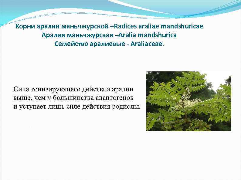  Корни аралии маньчжурской –Radices araliae mandshuricae Аралия маньчжурская –Aralia mandshurica Семейство аралиевые -