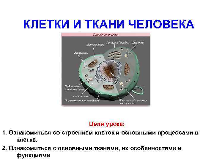 КЛЕТКИ И ТКАНИ ЧЕЛОВЕКА Цели урока: 1. Ознакомиться со строением клеток и основными процессами
