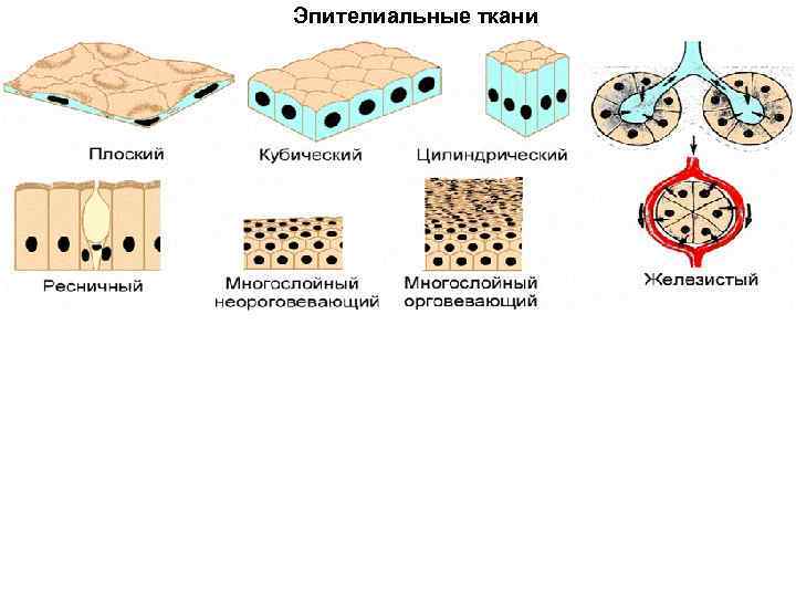 Эпителиальные ткани 