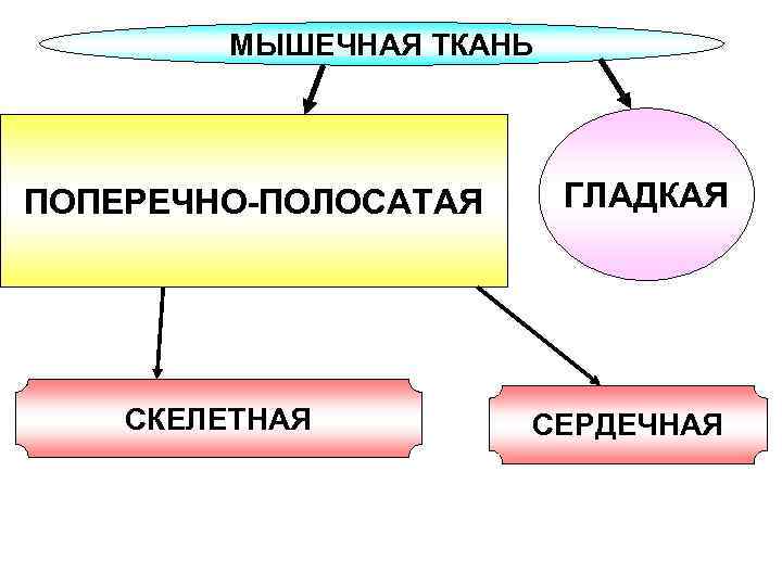 МЫШЕЧНАЯ ТКАНЬ ПОПЕРЕЧНО-ПОЛОСАТАЯ СКЕЛЕТНАЯ ГЛАДКАЯ СЕРДЕЧНАЯ 