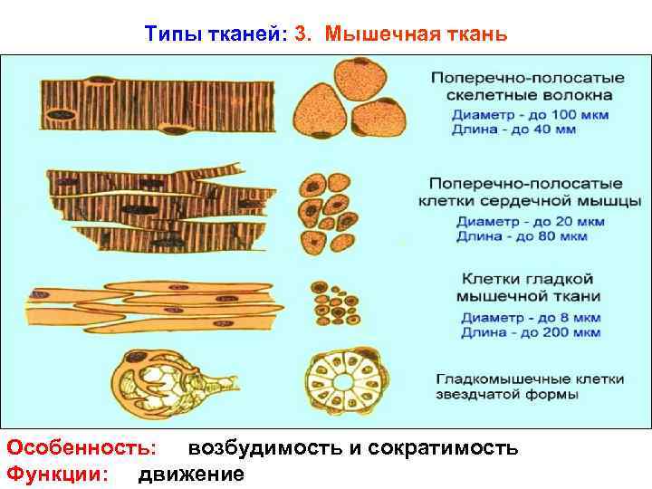 Типы тканей: 3. Мышечная ткань Особенность: возбудимость и сократимость Функции: движение 