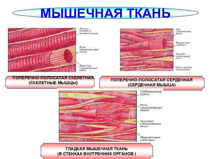 МЫШЕЧНАЯ ТКАНЬ ПОПЕРЕЧНО-ПОЛОСАТАЯ СКЕЛЕТНАЯ (СКЕЛЕТНЫЕ МЫШЦЫ) ПОПЕРЕЧНО-ПОЛОСАТАЯ СЕРДЕЧНАЯ (СЕРДЕЧНАЯ МЫШЦА) ГЛАДКАЯ МЫШЕЧНАЯ ТКАНЬ (В