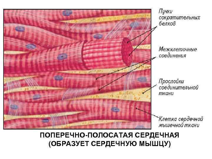 ПОПЕРЕЧНО-ПОЛОСАТАЯ СЕРДЕЧНАЯ (ОБРАЗУЕТ СЕРДЕЧНУЮ МЫШЦУ) 