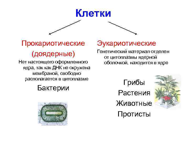 Клетки Прокариотические (доядерные) Нет настоящего оформленного ядра, так как ДНК не окружена мембраной, свободно