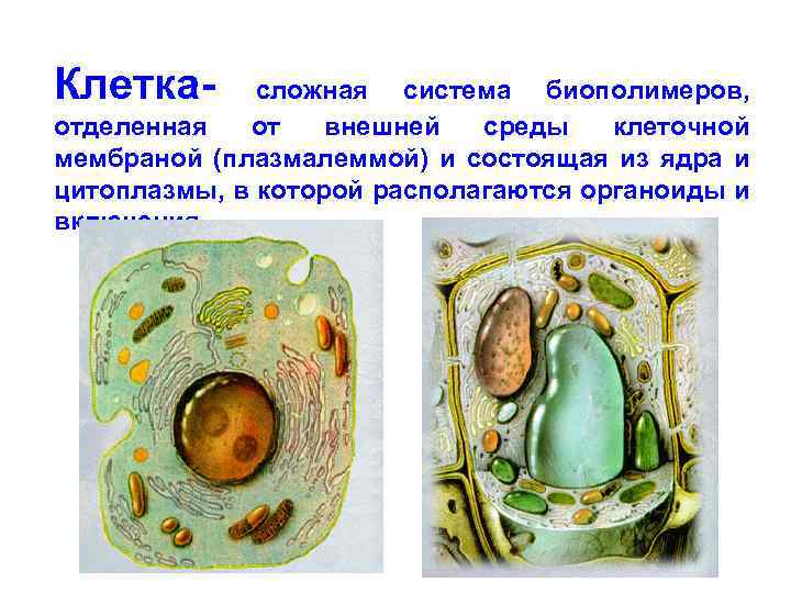 Клетка- сложная система биополимеров, отделенная от внешней среды клеточной мембраной (плазмалеммой) и состоящая из
