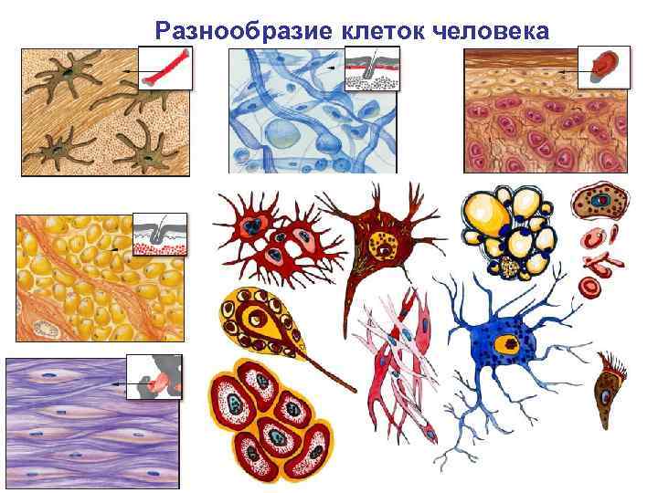 Разнообразие клеток человека 