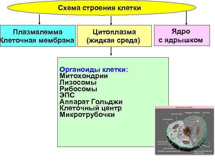 Схема строения клетки Плазмалемма Клеточная мембрана Цитоплазма (жидкая среда) Органоиды клетки: Митохондрии Лизосомы Рибосомы