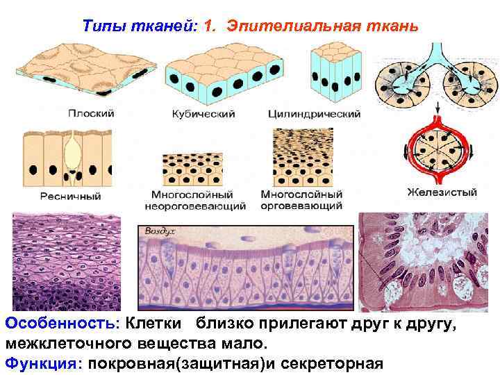 Типы тканей: 1. Эпителиальная ткань Особенность: Клетки близко прилегают друг к другу, межклеточного вещества
