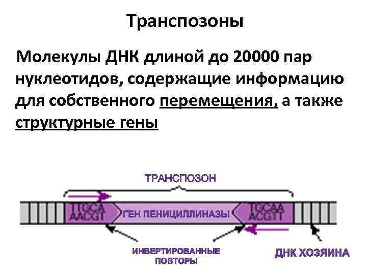 Сколько молекул днк содержат бактерии. Транспозоны бактерий строение. Строение ДНК транспозоны. Плазмиды транспозоны is-элементы бактерий. Структура транспозонов.