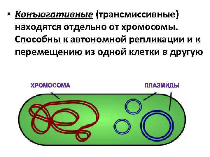 Генетическая карта микроорганизмов