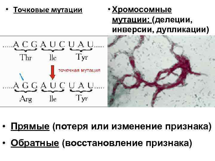 2n 1 как называется данная мутация. Мутации бактерий. Хромосомные мутации бактерий. Типы мутаций микроорганизмов. Классификация мутаций бактерий.