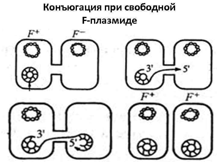 Конъюгация у бактерий схема