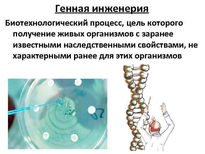 Индивидуальный проект генная инженерия