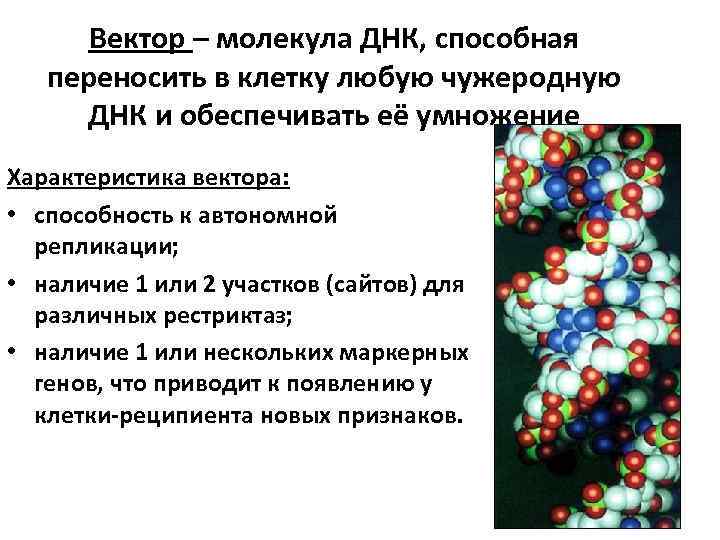 Генетическая карта микроорганизмов